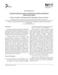 Image result for Scleria tessellata