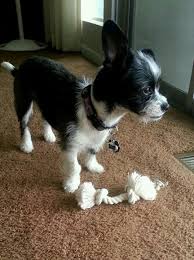 Shih Tzu Chihuahua Mix Black And Brown Pin On Chihuahua Crosses