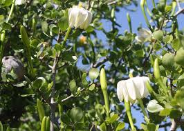 Image result for Eugenia natalitia