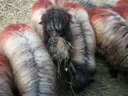 Descopera 95 case de vanzare cu cel putin 1 in camera, de la mehedinti (judetul). Oi Turcane Bucalai Motate Florin1980