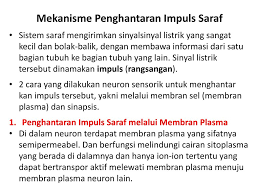 Neuron adalah unit terkecil dan fungsional yang membentuk sistem saraf. Klasifikasi Kodifikasi Penyakit Dan Masalah Terkait Kkpmt 2 Ppt Download