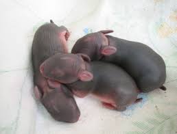 Newborn Rabbits Like These Cottontail Babies Are Born Without Fur And With Eyes Shut Newborn Hares Have Fur And C Cute Baby Bunnies Baby Rats Bunny Pictures