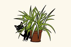 Shop our houseplants that are safe for cats and dogs. 10 Cat Safe Plants That Are Also Hard To Kill