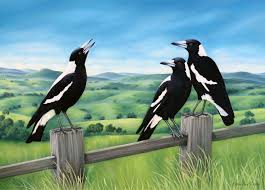 Birds That Sing In The Morning Australia An Aussie Good Morning Australian Magpies Australian Native Birds Magpie Art Wildlife Art