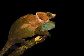 Image result for Chamaeangis