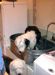 Pin By Amanda Burgard On Diy Ideas Dog Tub Diy Dog Wash Dog Bath Tub