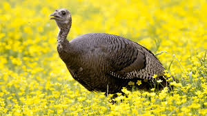 Public Urged to Report Wild Turkey Sightings This Summer - Coal Region  Canary