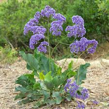Image result for Limonium
