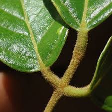 Image result for Lonchocarpus sericeus