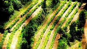 Vineyard Near Cassis Vin De France Vignoble Vin