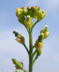 Image result for Rorippa