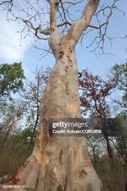 Image result for Sterculia quinqueloba