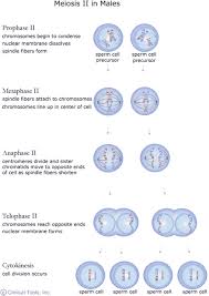 Is just one particular within the concerns, which make a lot of the task aspirants gawking. The Cell Cycle Mitosis And Meiosis University Of Leicester