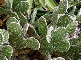 These are microscopic holes in a plant's skin that let in the carbon dioxide that a plant needs to make sugar. Plant Life Biomes Of The World