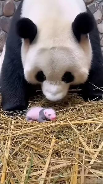 panda mum and baby