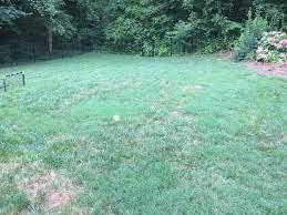 In tall fescue or kentucky bluegrass lawns, bermudagrass is a tough weed that requires persistence and a plan to eradicate and replace. How To Kill Off Bermuda Grass Landscaping