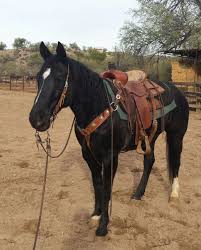 Black And Brown Quarter Horse Black Jack Black Quarter Horse Gelding In Wickenburg Arizona 85390 Arizona Baby Names Boy Biblical Baby Names B In 2020 Horses Pretty Horses Barrel Racing Horses