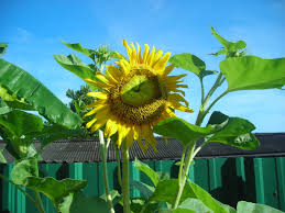 Cara menanam bunga matahari tidaklah sulit. Inspirasi Terbaru 28 Bagaimana Cara Bunga Matahari Berkembang Biak