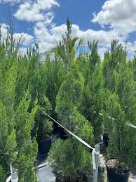Image result for spiral cut juniper trees