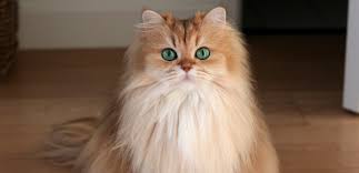 Kedi Kumunun Ince Ya Da Kalin Taneli Olmasi Fark Eder Mi Kedikumu Org