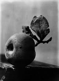 Black And White Still Life Photography Fruit The Dawn In Which One Bird Believes Alive On All Channels Josef Sudek Still Life Photography Photography