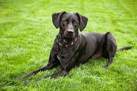 Learn more about doggie protective services in palo alto, ca, and search the available pets they have up for adoption on petfinder. Pound Puppy Rescue 36 Photos 46 Reviews Pet Services Palo Alto Ca