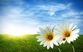 Image result for NATURE PHOTOS
