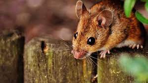 These are our pest control prices for domestic clients. How Much Does Pest Control Cost In The Uk Pest Exterminators