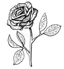 Dibujos De Flores Distintas Flores Para Dibujar Y Colorear Es una flor acuática perenne, nativa de australia y asia tropical. dibujos de flores distintas flores