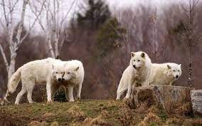 Arctic Wolf Pack Desktop Nexus Wallpapers Wolf Dog Arctic Wolf Snow Wolf