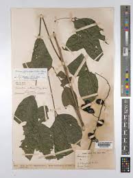 Image result for Sorindeia katangensis