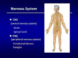 The central nervous system (cns) consists of the brain and the spinal cord. Brain Structure The Brain Stem Nervous System Cns