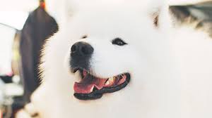 Their fur usually is blonde and brown, but some may also have black and white fur. 10 Most Common White Dog Breeds