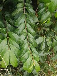 Image result for Oncinotis tenuiloba