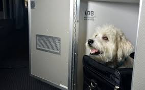For shorter flights, pets are invited to fly in the cabin with their owners as long as they lufthansa airlines is more than happy to help you travel with your cat, dog, or hare, to a number of destinations across the globe. American Airlines First Class Cabins For Pets Travel Leisure Pet Travel Flying With Pets American Airlines