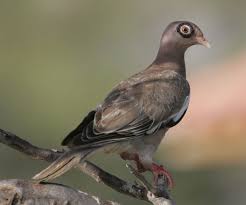Bare Eyed Pigeon Patagioenas Corensis Pigeon Breeds Pigeon Dove Pigeon