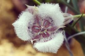 Image result for Colletoecema tortistilum