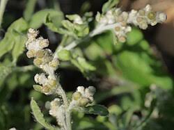 Image result for Gnaphalium austroafricanum