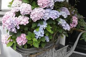 Free for commercial use no attribution required high quality images. Hydrangea Beautiful Flower Wallpaper Flower Gardens Garden White Flower Pink Flower Potted Plant Flowers Landscape Park Pikist