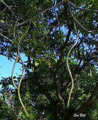 Image result for Stereospermum kunthianum