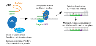 Browse 16 acronyms and abbreviations related to cdna. Addgene Crispr Guide