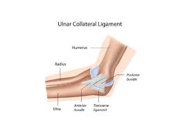 Knowledge is power, so in order to recover as best as possible, i want to education you on what i consider the keys to tommy john rehabilitation. Ulnar Medial Collateral Ligament Repair Tommy John Surgery Elbow Surgeon South Windsor Enfield Glastonbury Ct