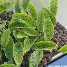 Image result for Ledebouria revoluta