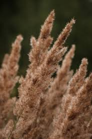 Image result for Agrostis epigejos