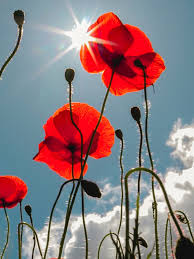 Lest we forget is a phrase commonly used in war remembrance services and commemorative occasions in english speaking countries. Lest We Forget Anzac Day 2020 By Amy Marley Illumination Medium