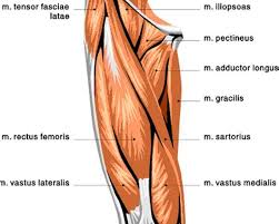 Rectus femoris, named for its muscle fascicle orientation (rectus = straight) is the most superficial muscle on the anterior compartment. Quad Building 101 Upper Leg Muscles Thigh Muscles Leg Muscles