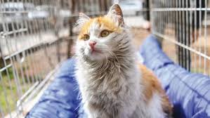 Kedi Sahiplenme Yesilist Herkes Icin Yesil