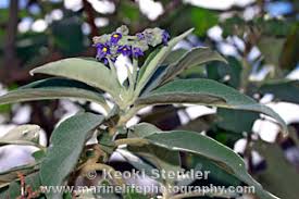 Image result for Solanum mauritianum