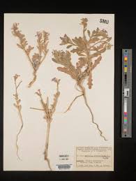 Image result for Oreophyton falcatum