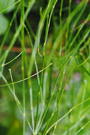 Image result for Equisetum ramosissimum